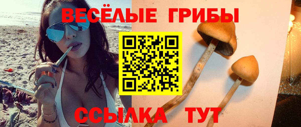 Псилоцибиновые грибы Psilocybine cubensis Вышний Волочёк